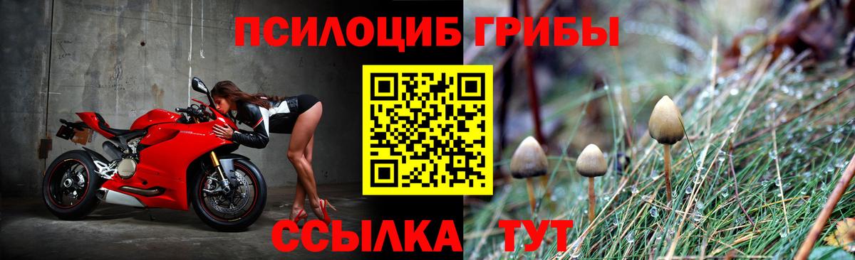 Галлюциногенные грибы Psilocybine cubensis Нововоронеж