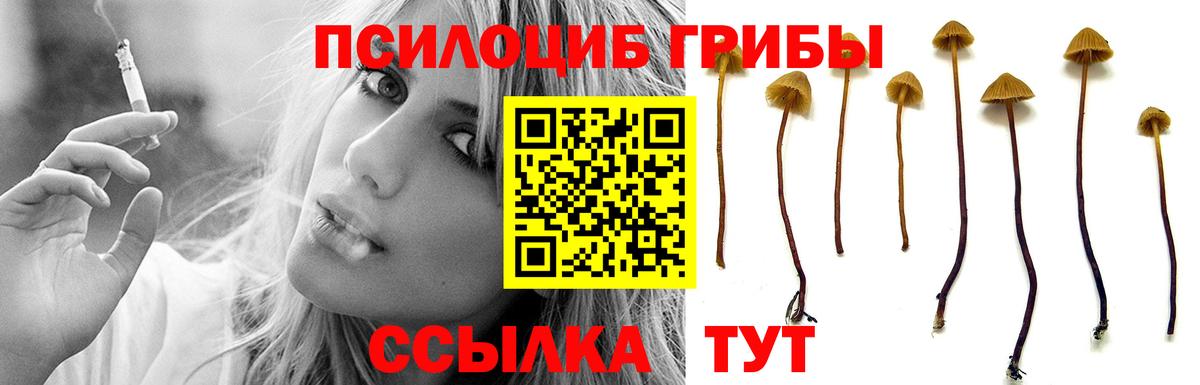 Нововоронеж  Псилоцибиновые грибы Psilocybe  Вход с VPN 